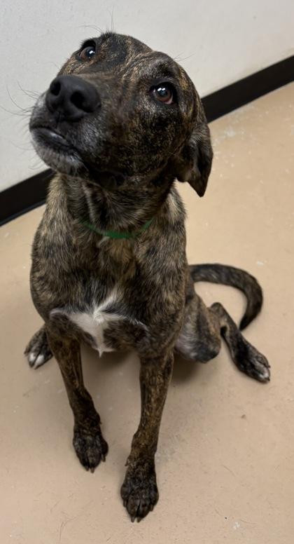 Loki, Adoptable, Young Male Pit Bull Terrier & Mixed Breed.