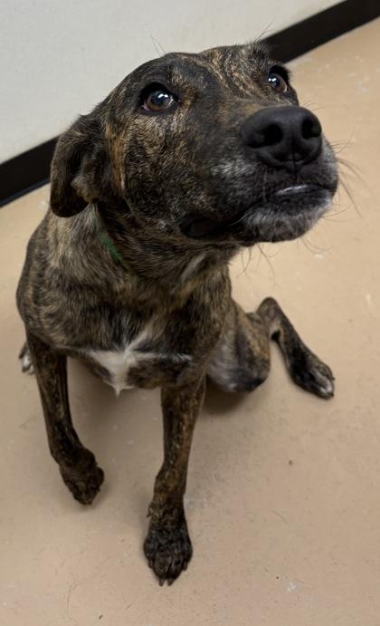 Loki, a Adoptable mixed breed in Phoenix, AZ image 2/3