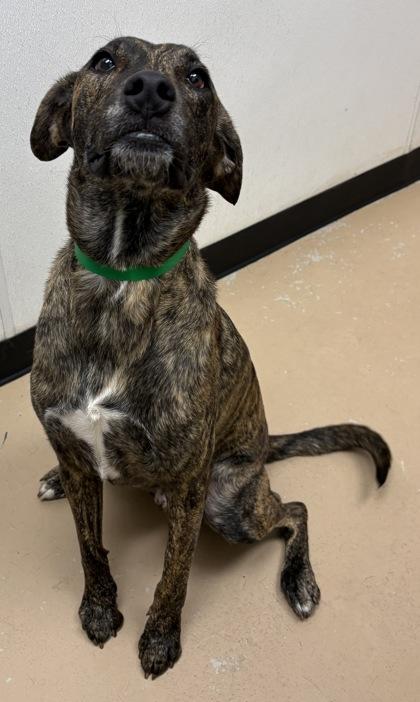 Loki, a Adoptable mixed breed in Phoenix, AZ image 3/3