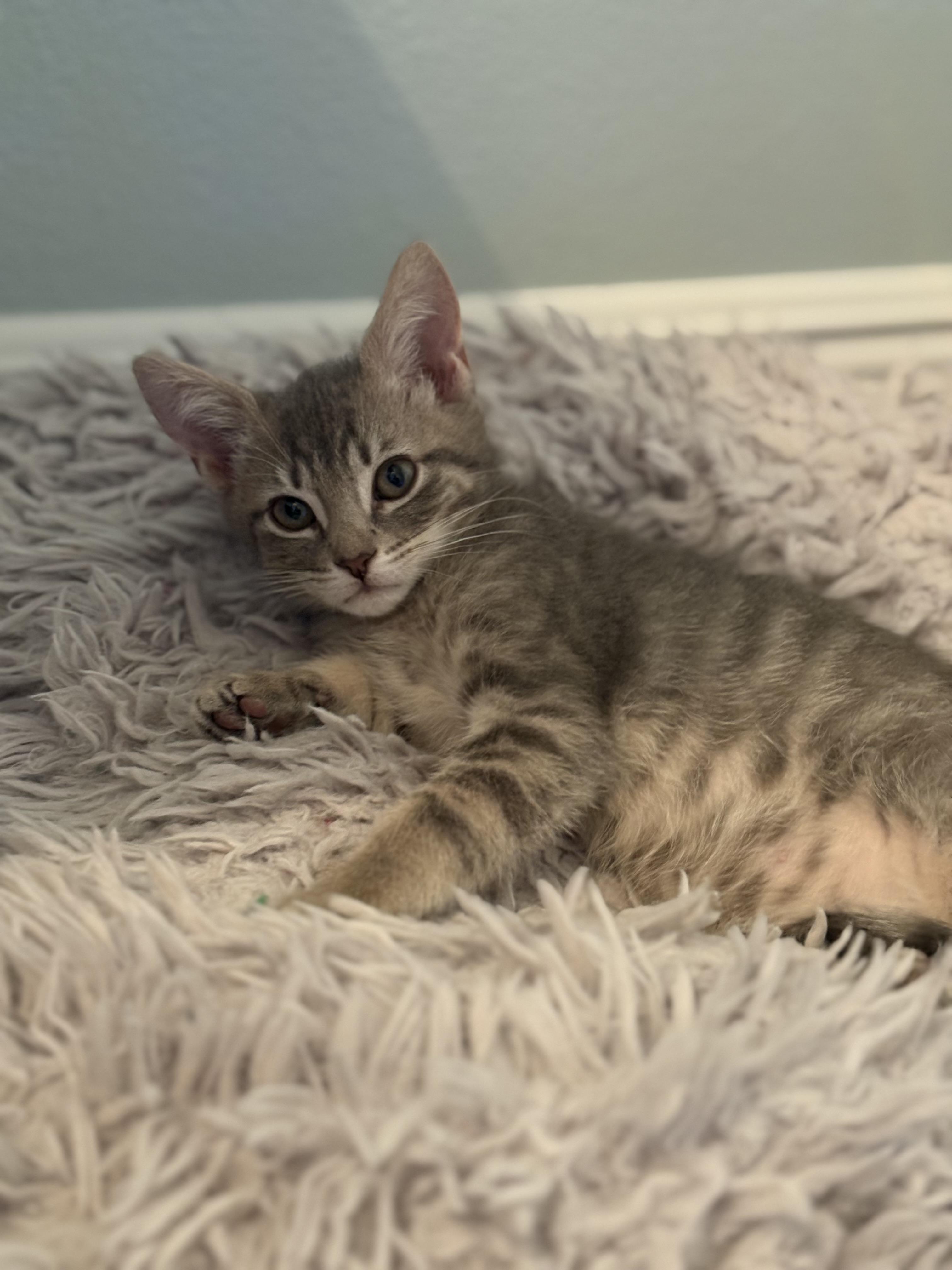 Astrid Deetz, Adopted, Young Female Domestic Short Hair.