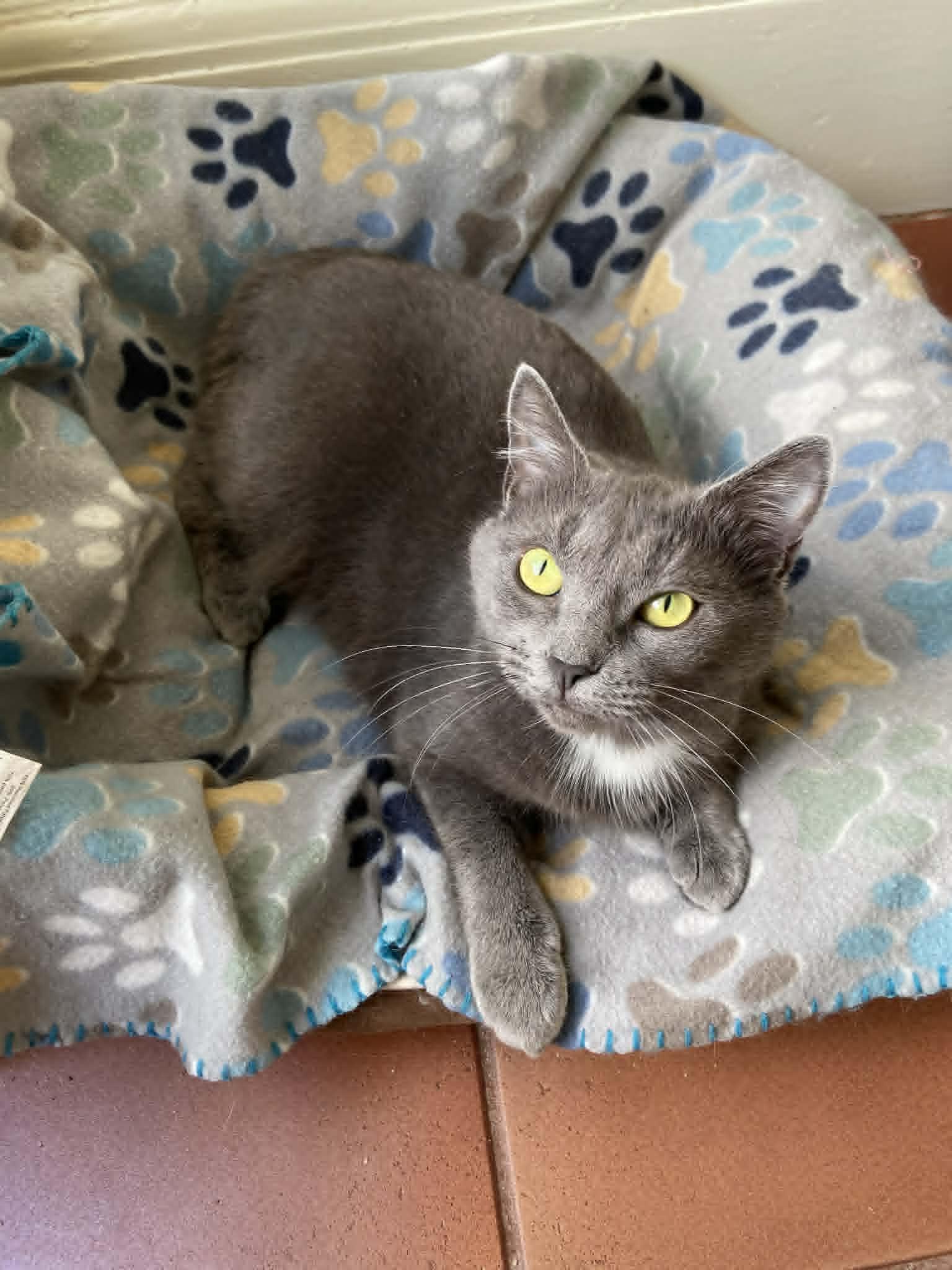 Althea, Adopted, Young Female Domestic Short Hair.