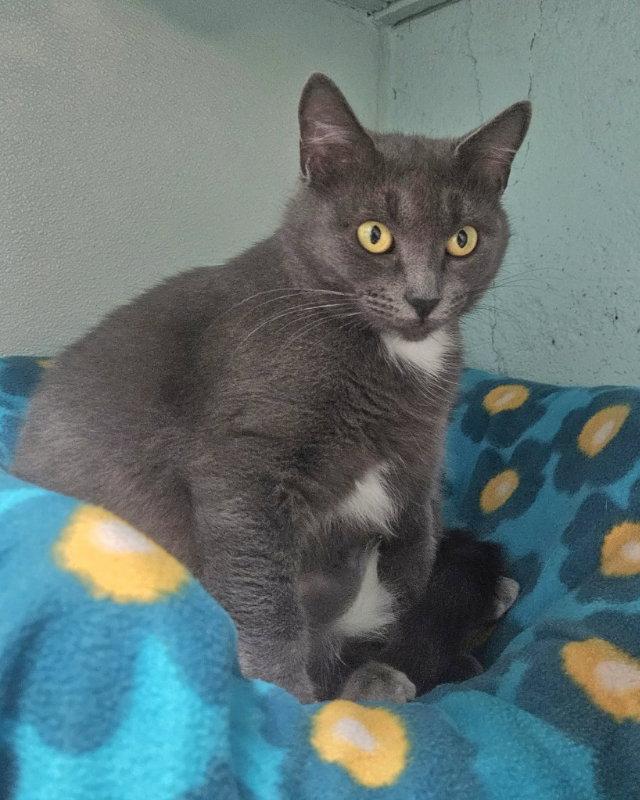 Althea, a Adopted Domestic Short Hair in Gonic, NH image 2/3