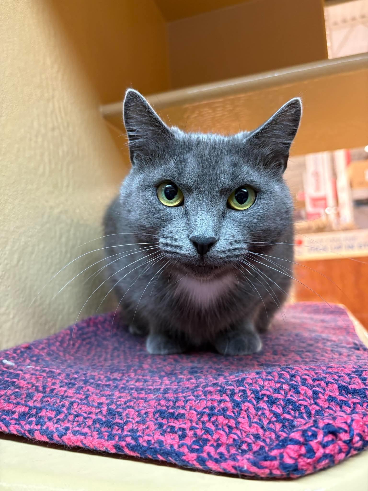 Althea, a Adopted Domestic Short Hair in Gonic, NH image 3/3