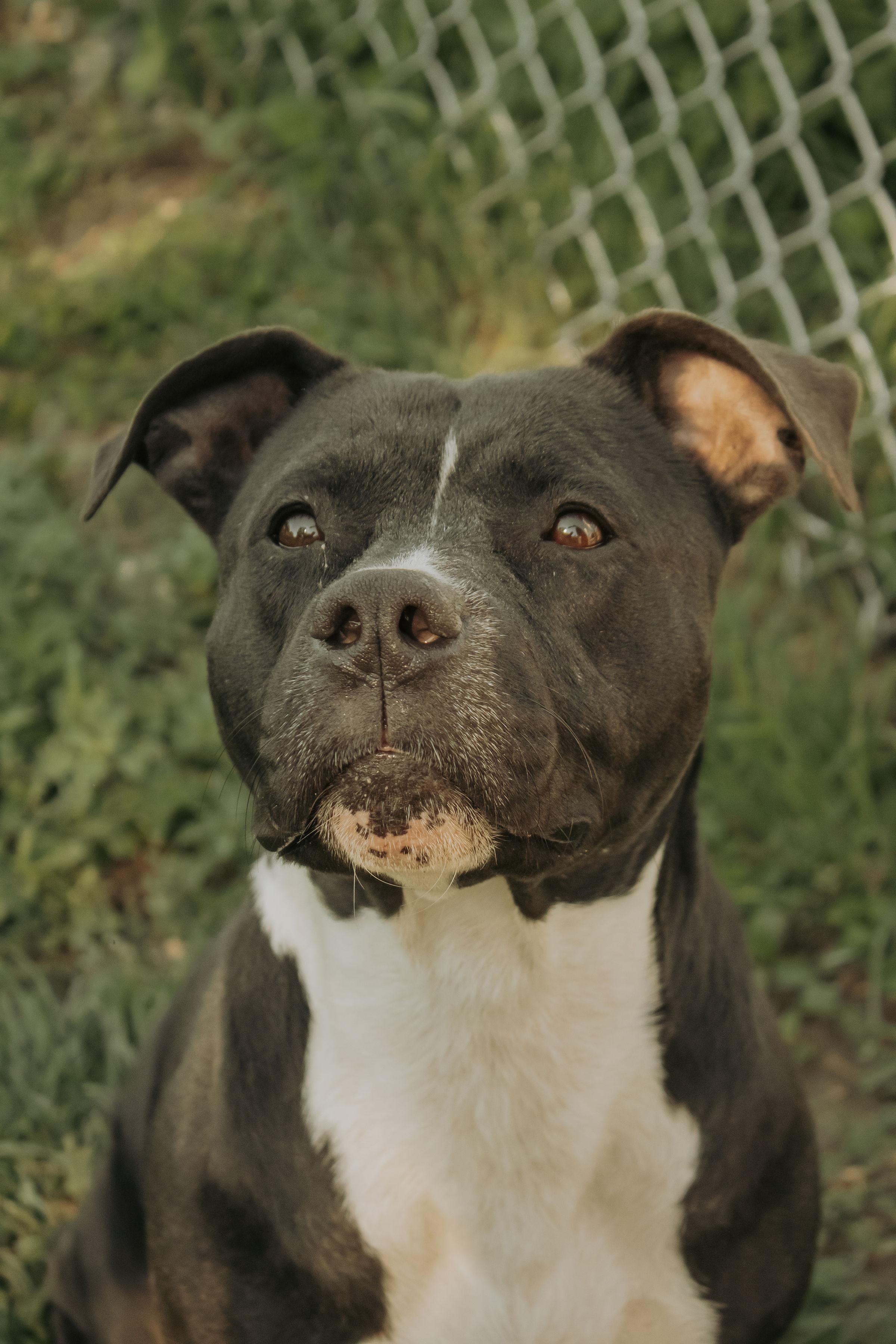 Nairobi, ADOPTABLE, Adult Female Terrier.