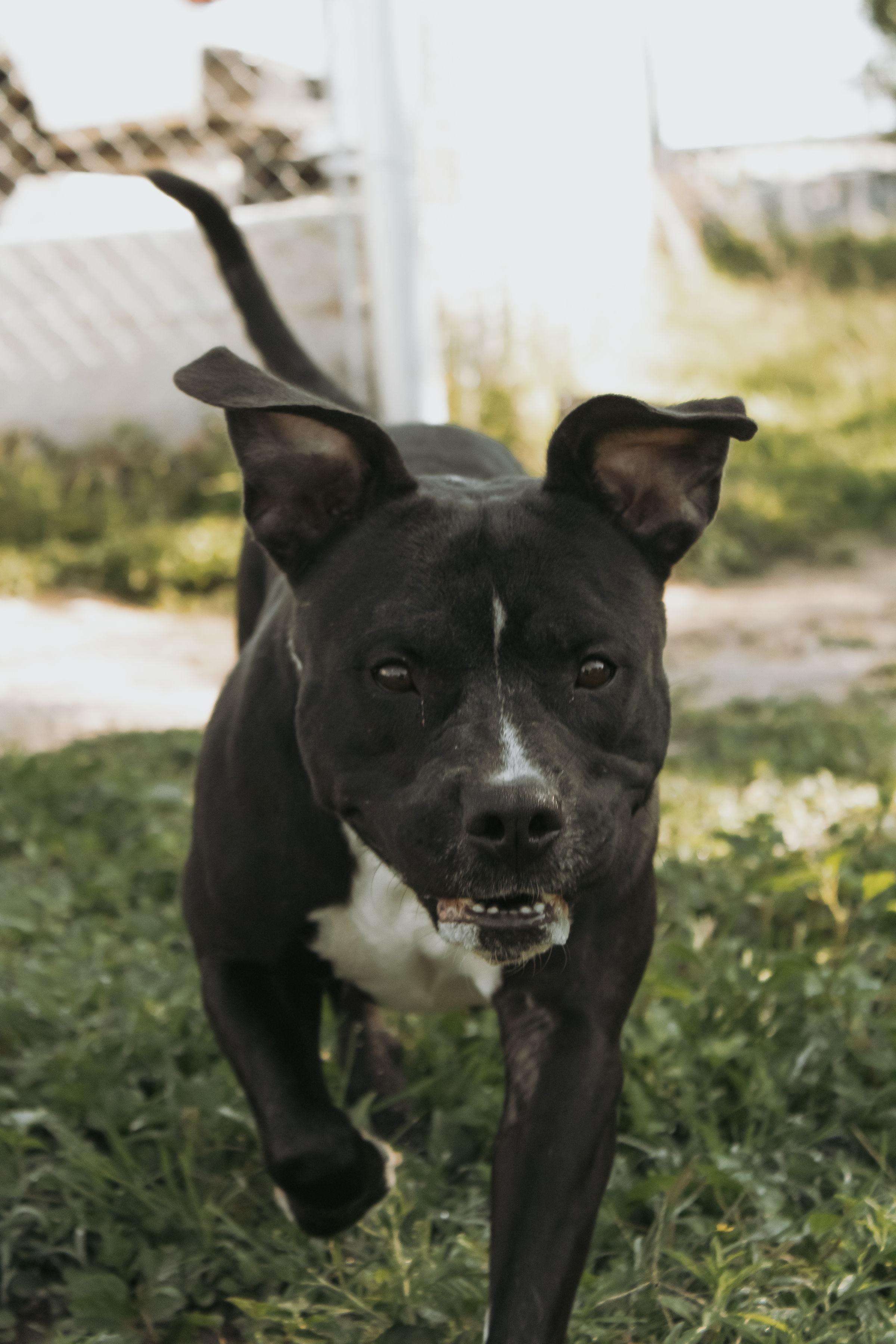 Enlarge Nairobi, a ADOPTABLE mixed breed in Cibolo, TX image 2/2