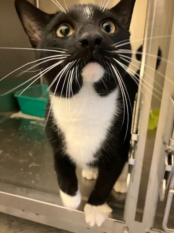 Enlarge Ty, a Adoptable Tuxedo in Brockton, MA image 1/2