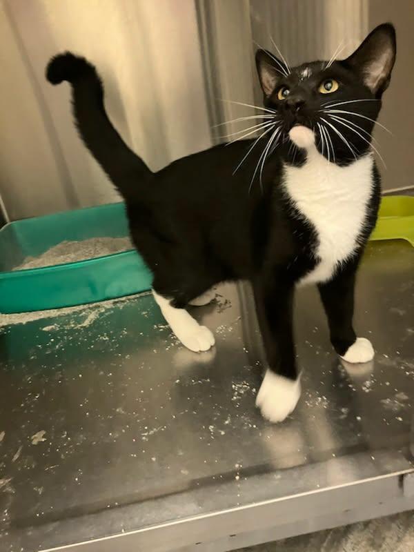 Enlarge Ty, a Adoptable Tuxedo in Brockton, MA image 2/2