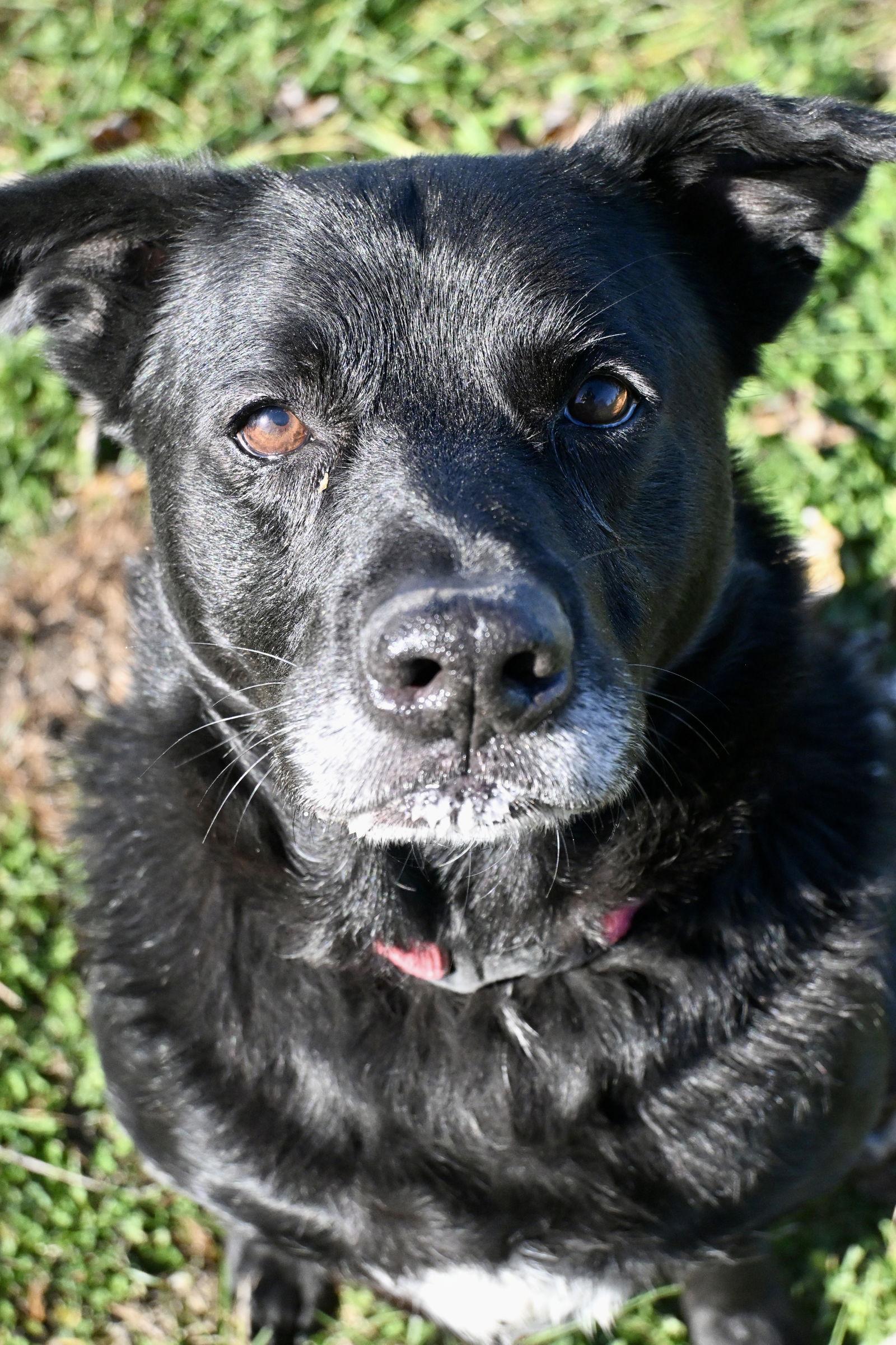 Enlarge Thomas Jeffrey, a Adoptable Labrador Retriever in Du Quoin, IL image 1/3
