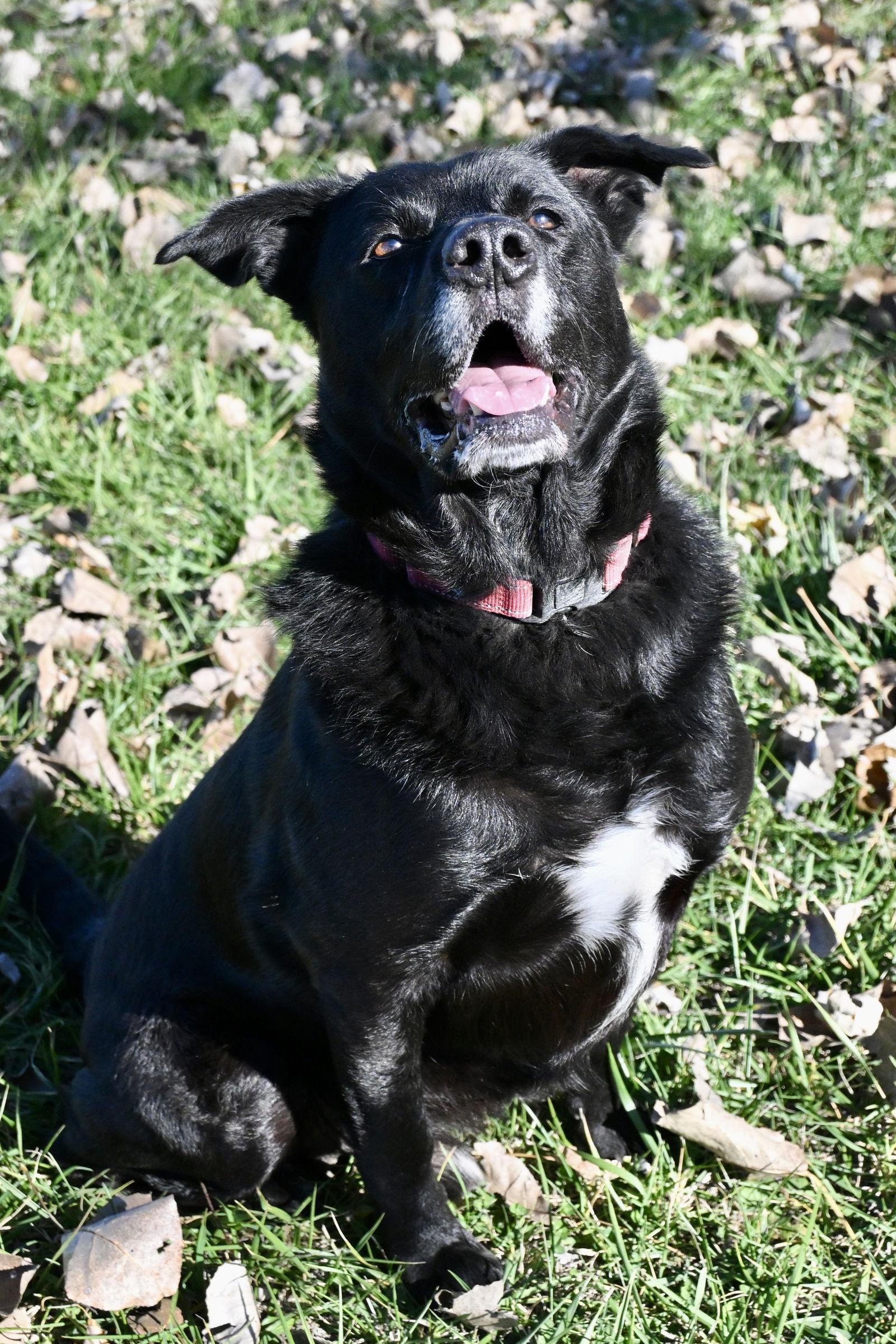 Enlarge Thomas Jeffrey, a Adoptable Labrador Retriever in Du Quoin, IL image 2/3