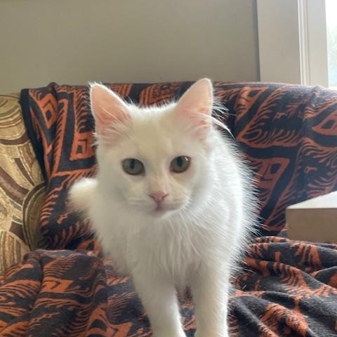 Enlarge Myrtle, a ADOPTABLE Domestic Medium Hair in Hudsonville, MI image 1/3