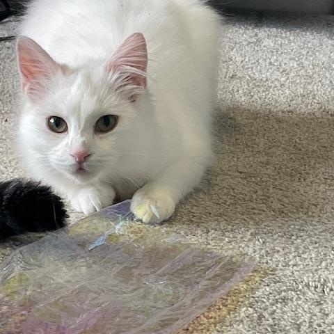 Enlarge Myrtle, a ADOPTABLE Domestic Medium Hair in Hudsonville, MI image 2/3