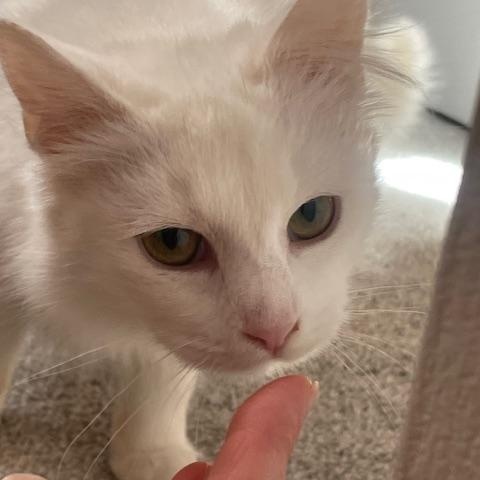 Enlarge Myrtle, a ADOPTABLE Domestic Medium Hair in Hudsonville, MI image 3/3