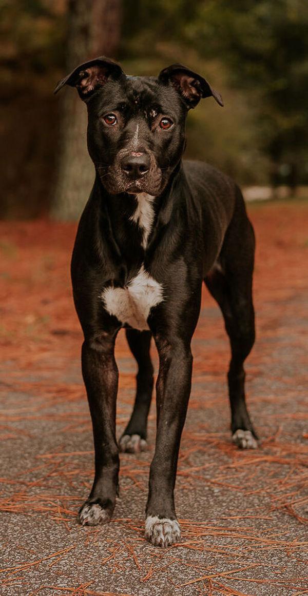 25-12-3706 Lori, Adoptable, Adult Female Pit Bull Terrier.