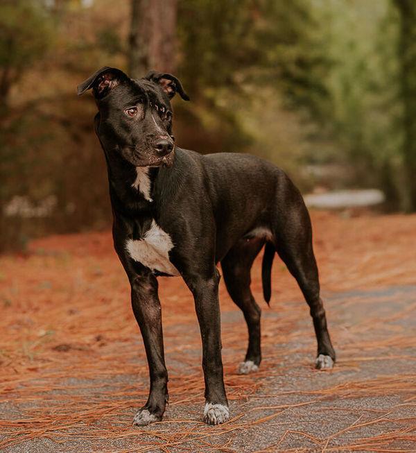 Enlarge 25-12-3706 Lori, a Adoptable mixed breed in Dallas, GA image 2/4