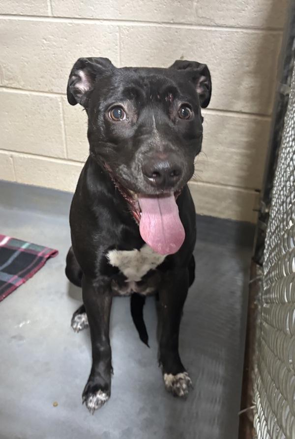 Enlarge 25-12-3706 Lori, a Adoptable mixed breed in Dallas, GA image 3/4