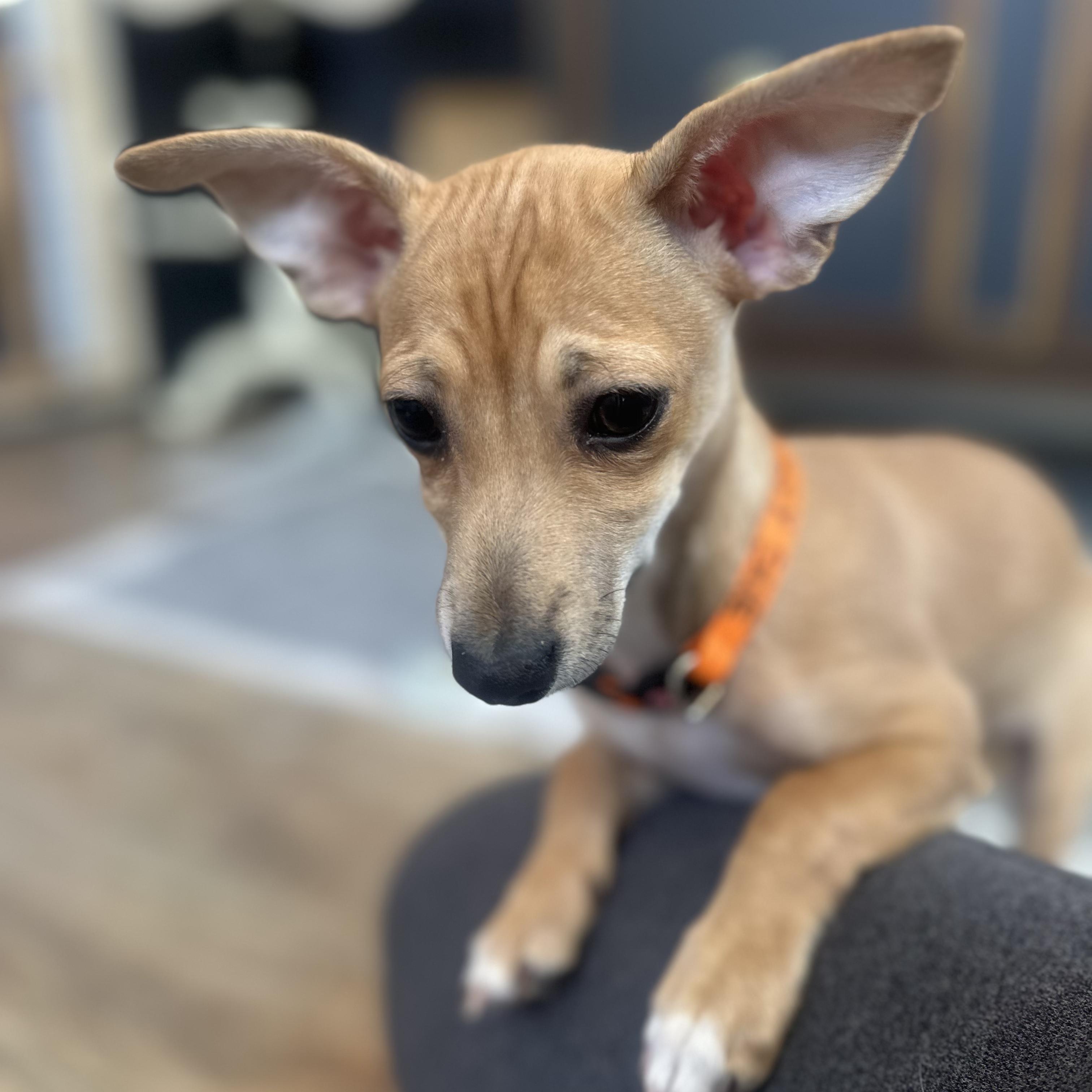 Enlarge Peggy Sue, an adopted mixed breed in Bernardsville, NJ image 2/4