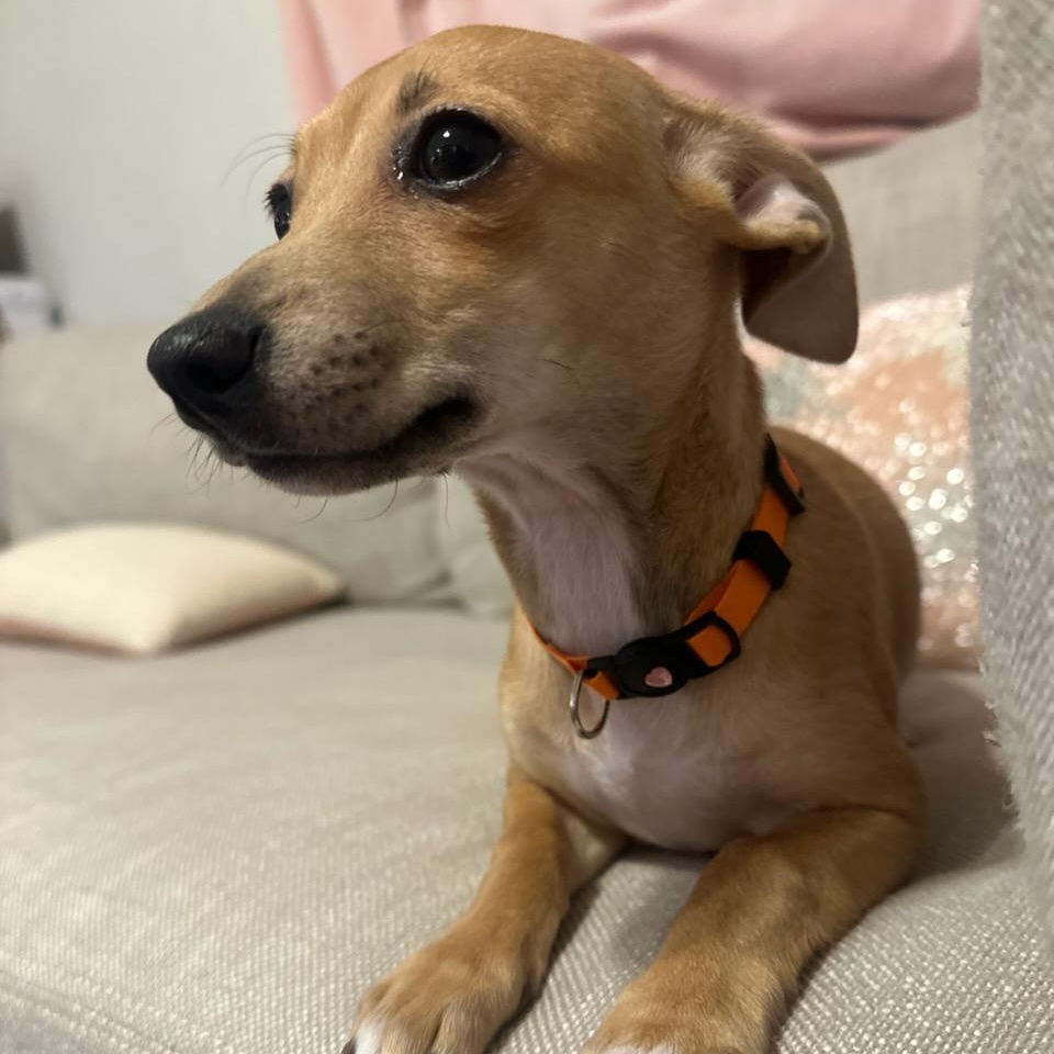 Enlarge Peggy Sue, an adopted mixed breed in Bernardsville, NJ image 4/4