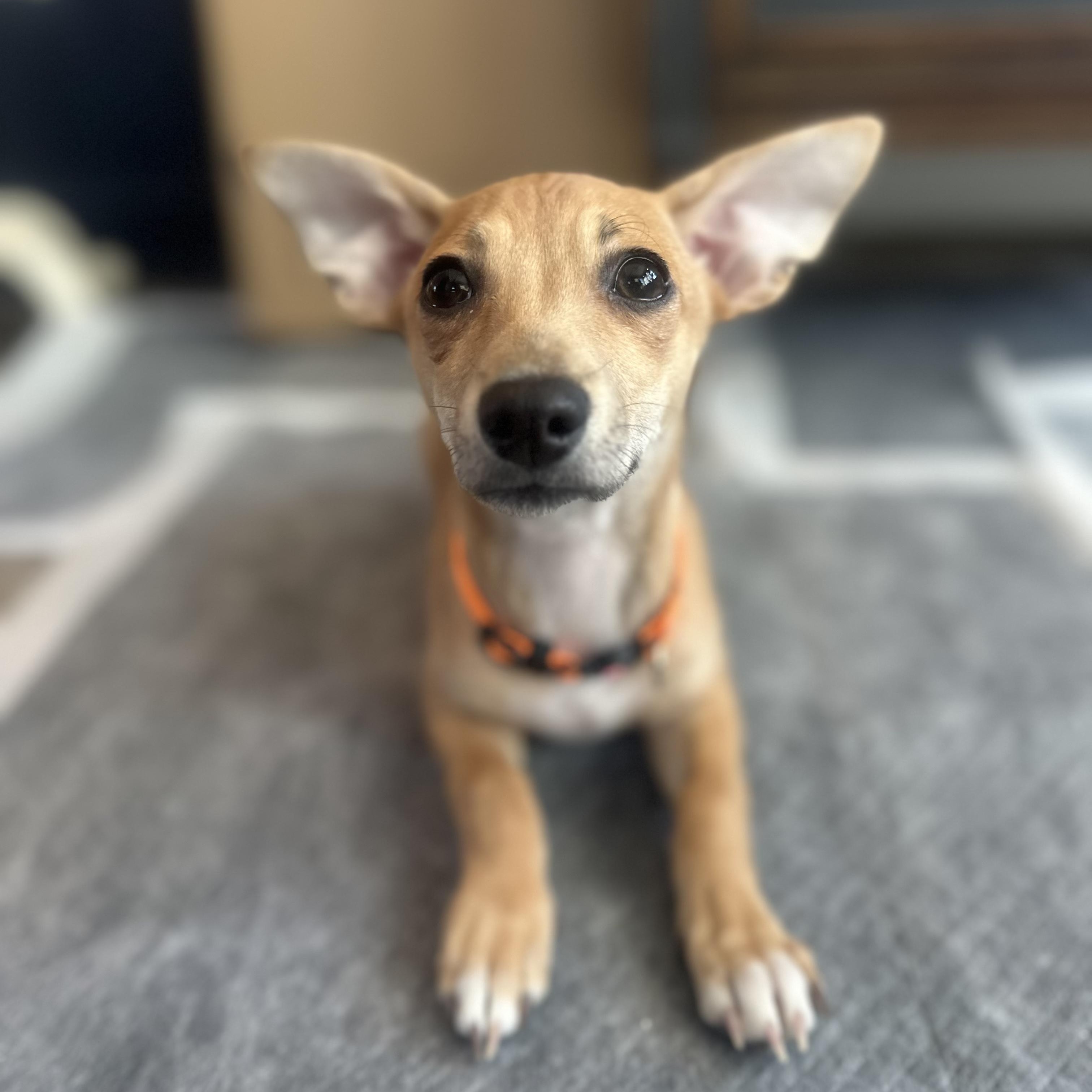 Peggy Sue, adopted, Puppy Female Chiweenie.