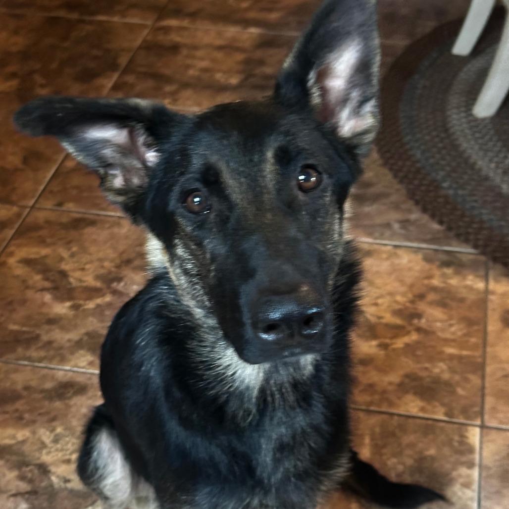 Enlarge Sally, a Adoptable German Shepherd Dog in Las Vegas, NV image 2/2