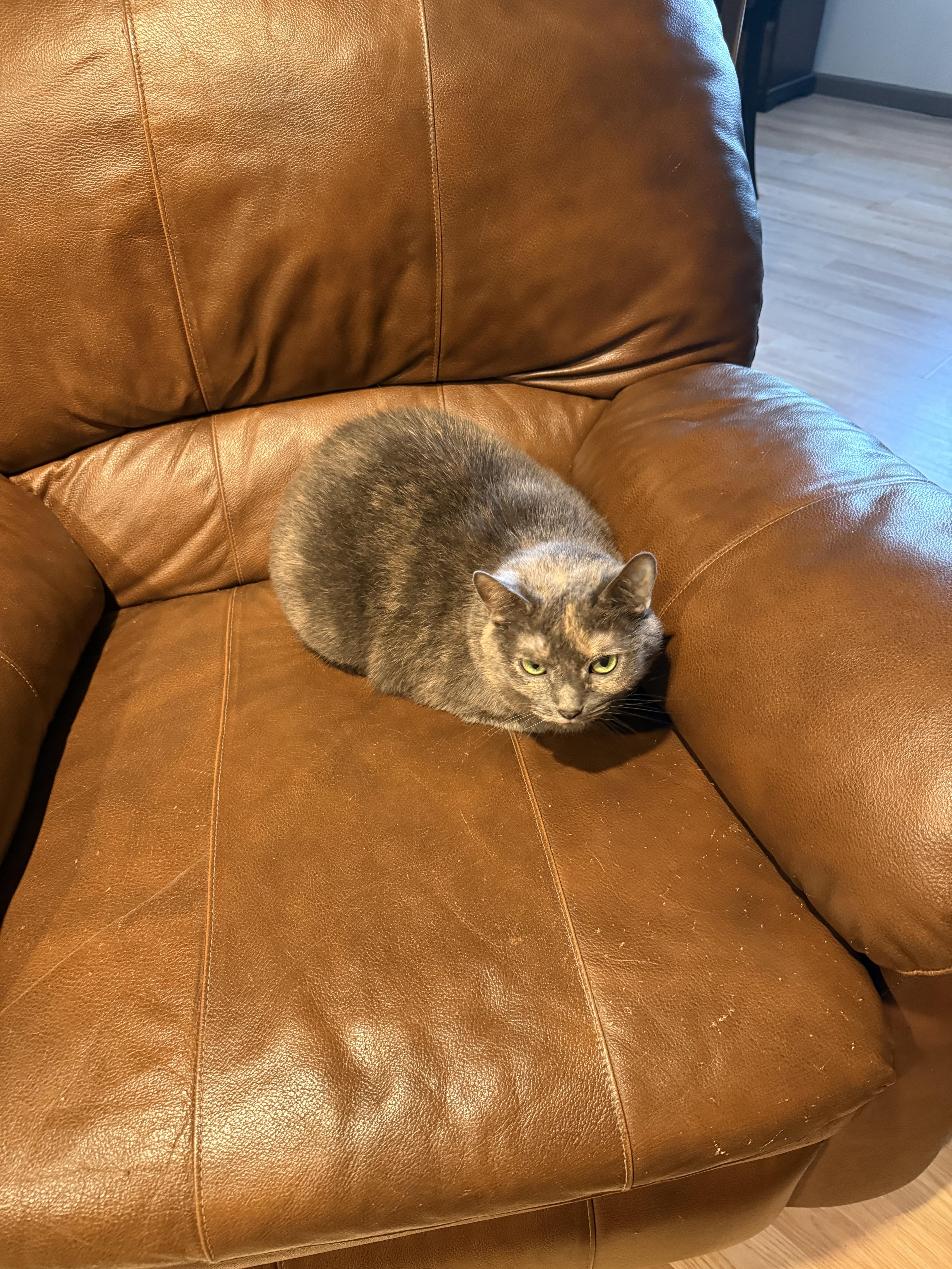 Ellie and Lucy - Urgent! Bonded Pair!, adopted, Senior Female Tortoiseshell.