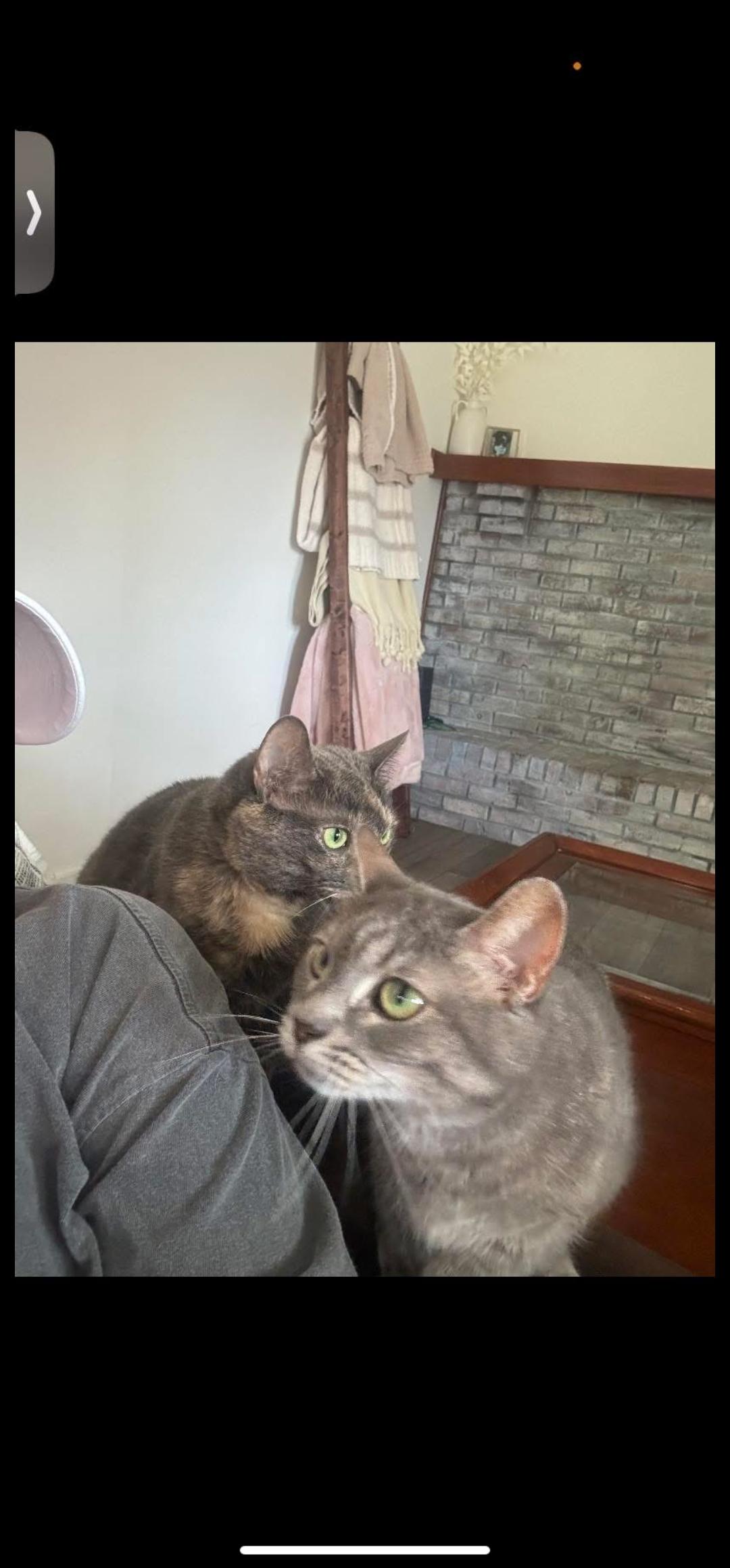 Enlarge Ellie and Lucy - Urgent! Bonded Pair!, an adopted Tortoiseshell in Clarksville, IN image 2/3