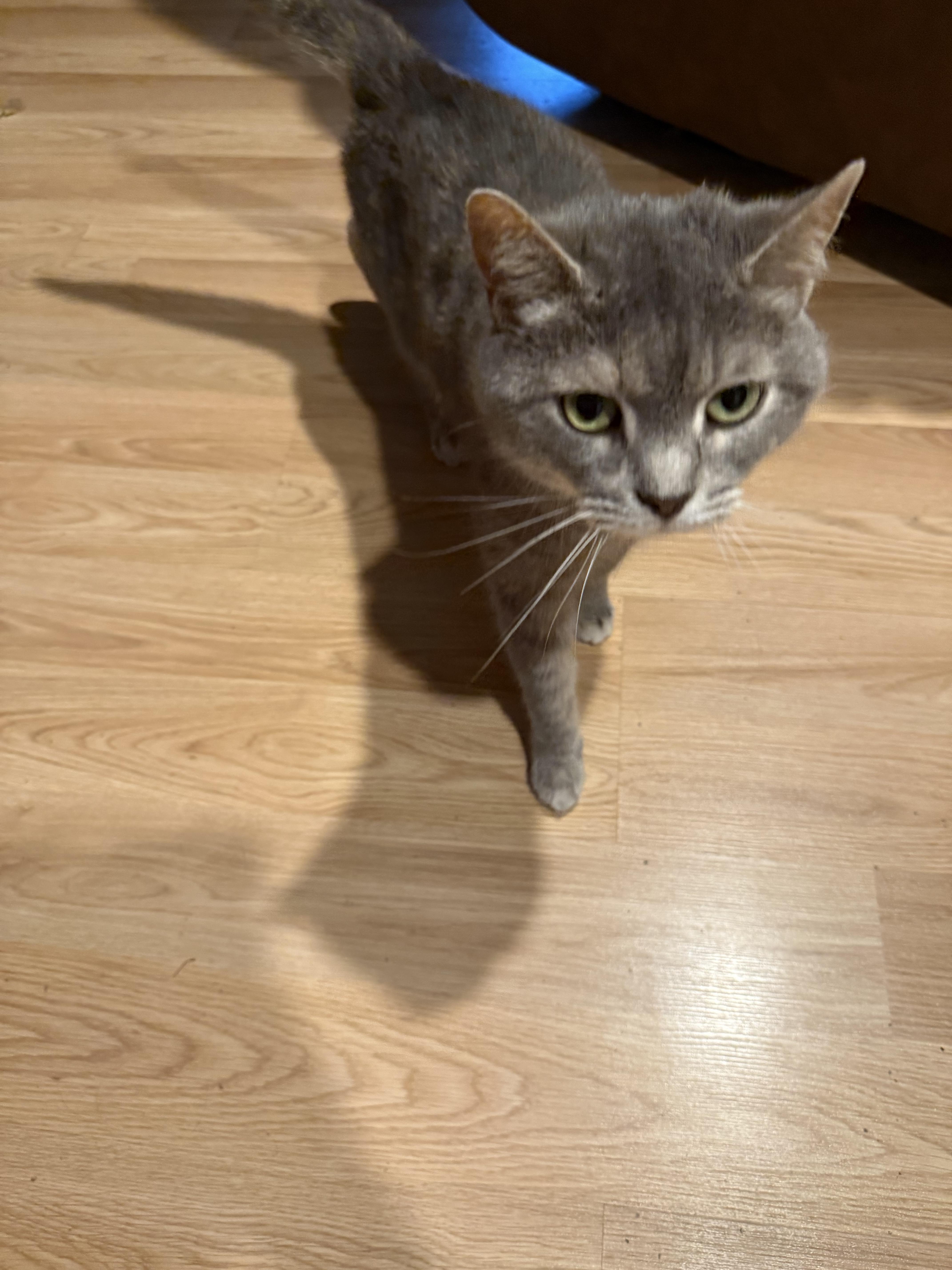 Enlarge Ellie and Lucy - Urgent! Bonded Pair!, an adopted Tortoiseshell in Clarksville, IN image 3/3