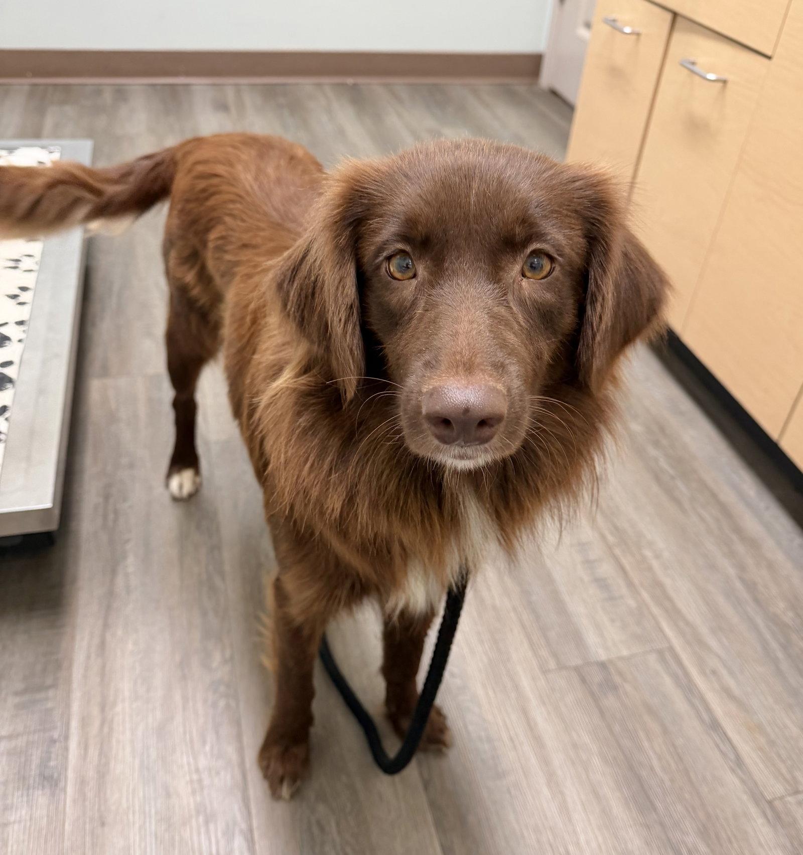 SADIE, Adopted, Young Female Australian Shepherd.