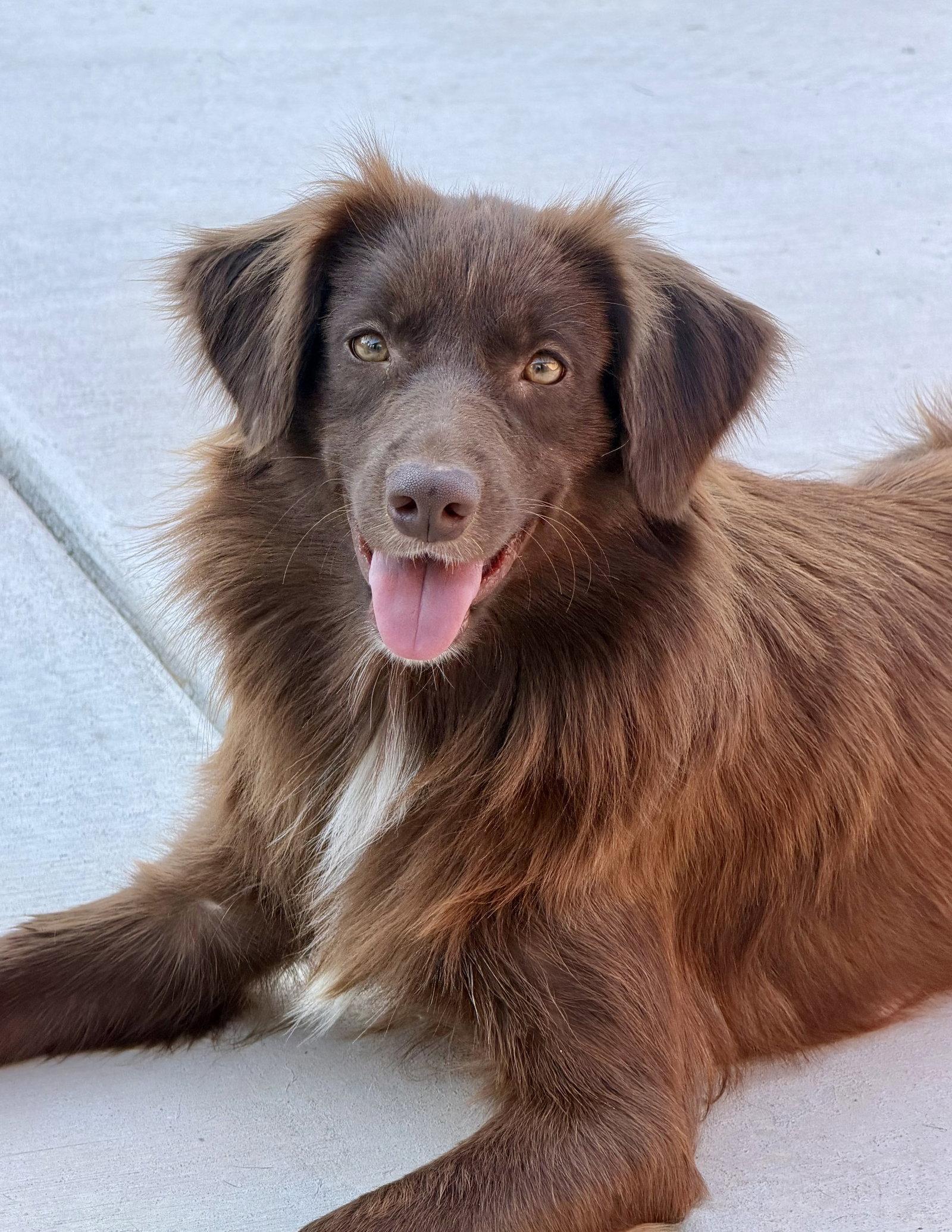 Enlarge SADIE, a Adopted Australian Shepherd in Tarrytown, NY image 3/3