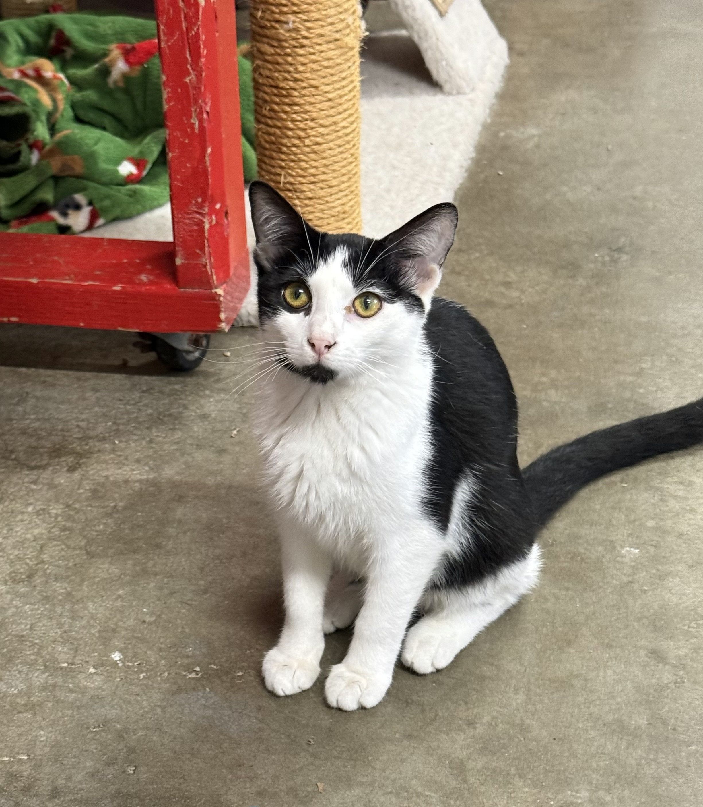 Enlarge iola, a Adoptable Domestic Short Hair in Bella Vista, AR image 1/2