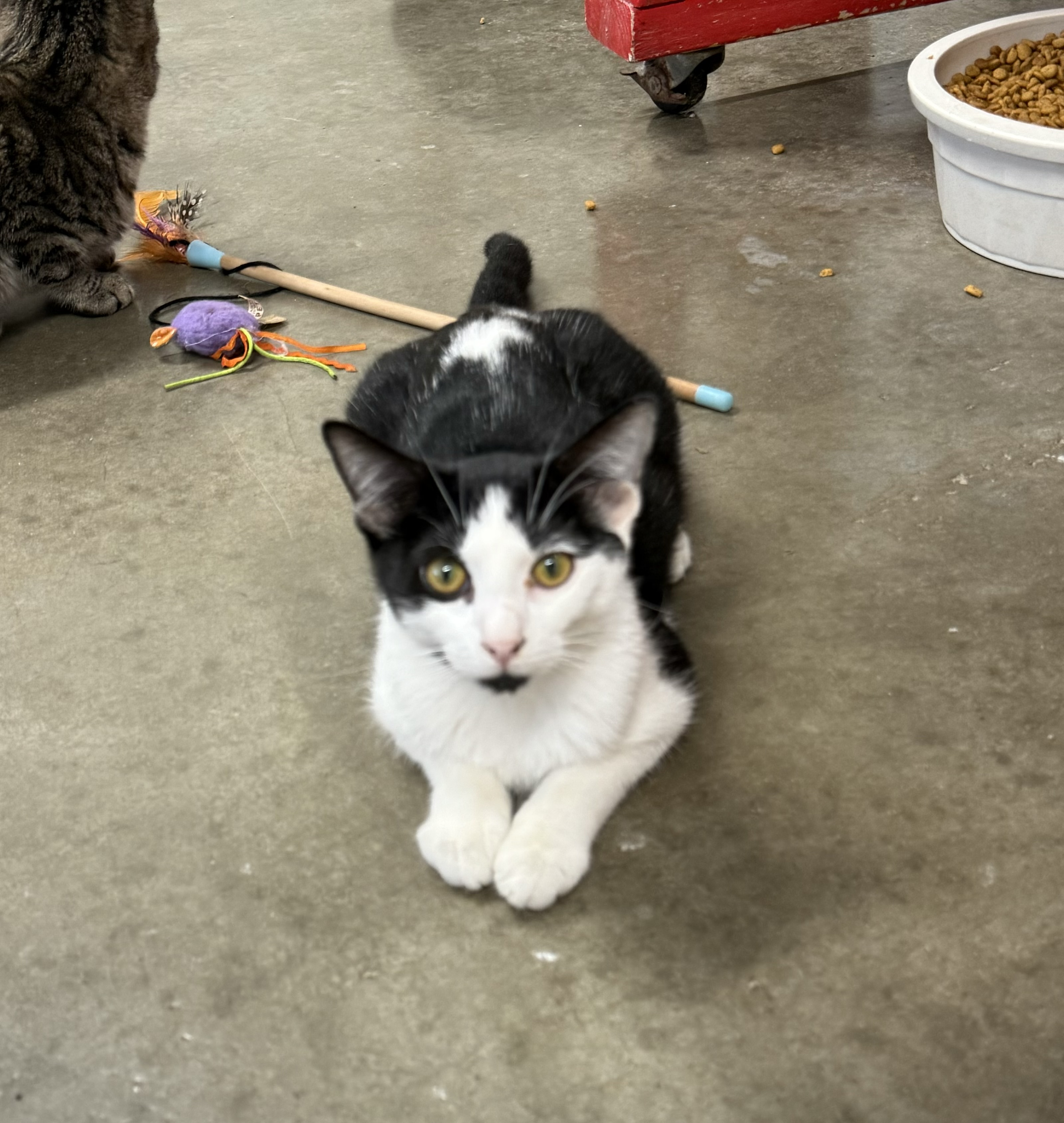 Enlarge iola, a Adoptable Domestic Short Hair in Bella Vista, AR image 2/2