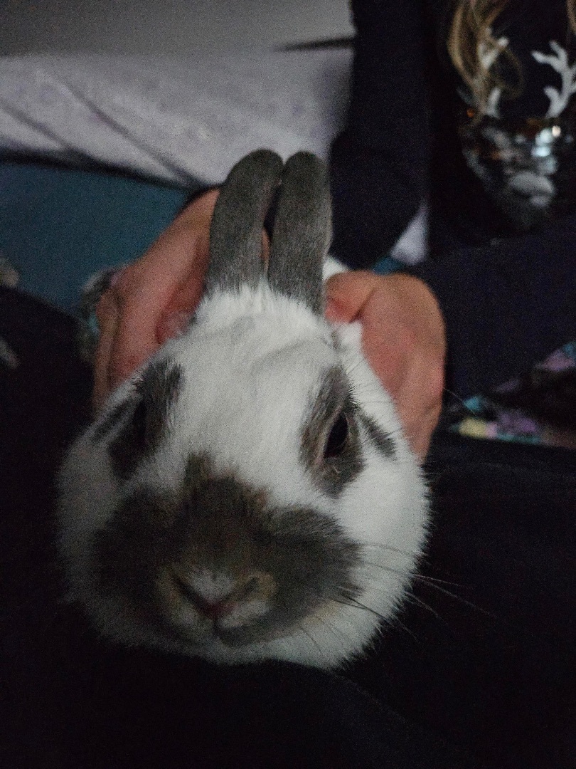 Biscuit, Adopted, Young Female Netherland Dwarf.