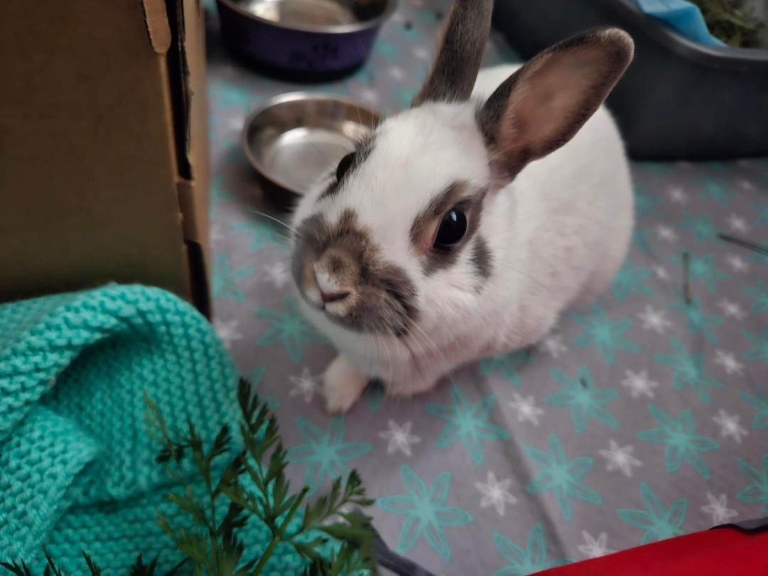 Enlarge Biscuit, a Adopted Netherland Dwarf in Ottawa, ON image 2/8