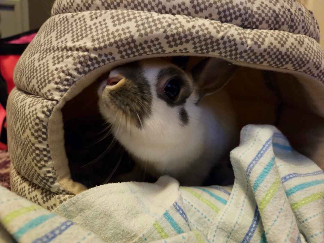 Enlarge Biscuit, a Adopted Netherland Dwarf in Ottawa, ON image 3/8