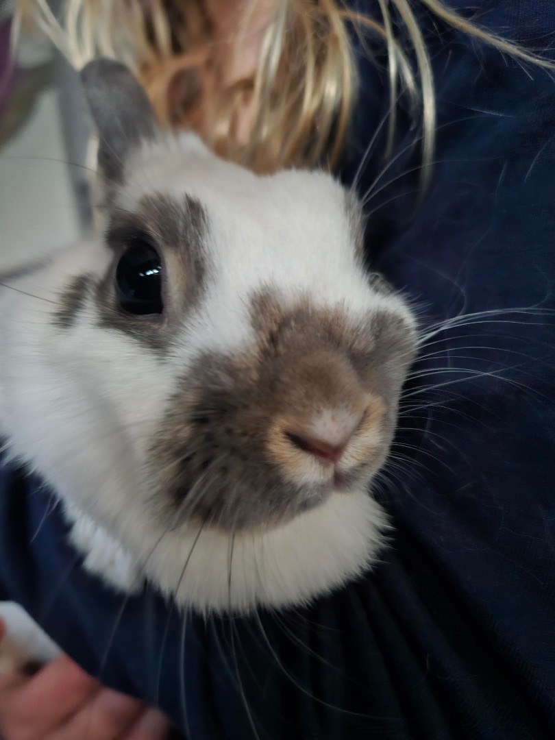 Enlarge Biscuit, a Adopted Netherland Dwarf in Ottawa, ON image 4/8