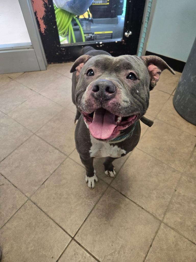 River, Adoptable, Adult Female Pit Bull Terrier.