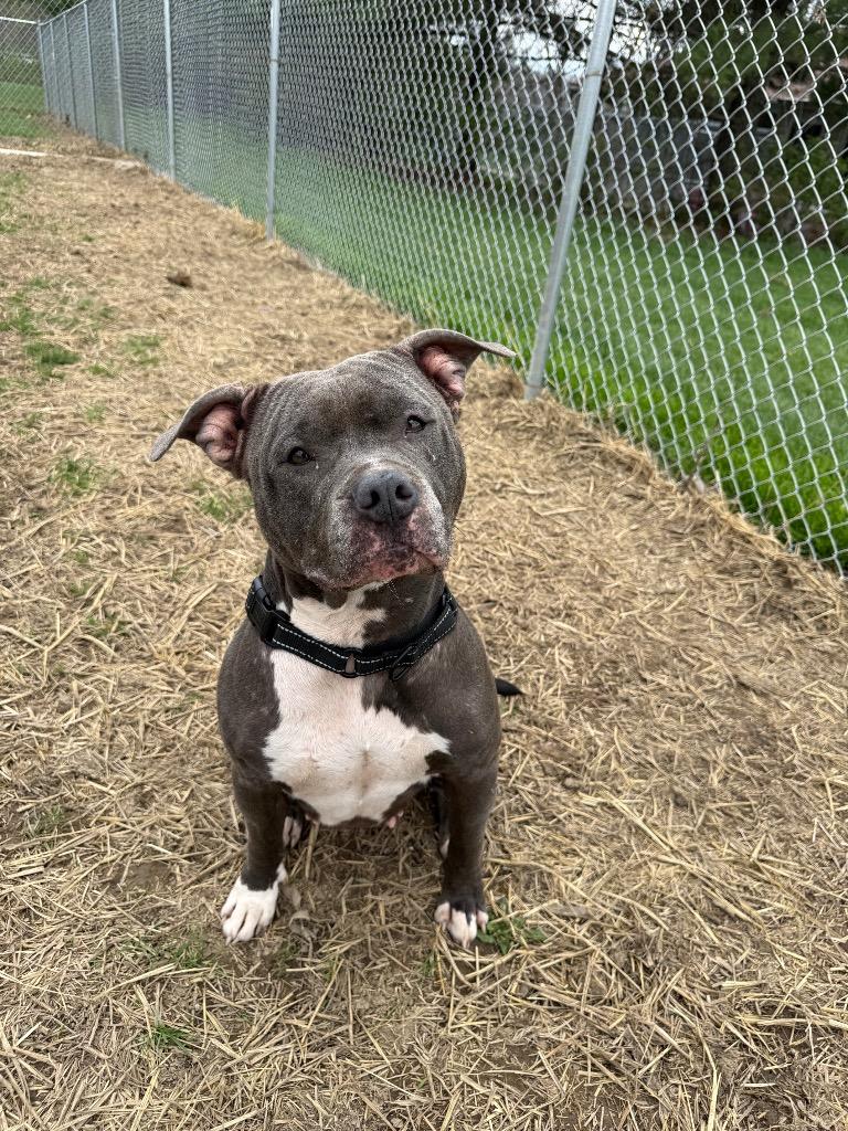 Enlarge River, a Adoptable Pit Bull Terrier in Marion, OH image 2/2