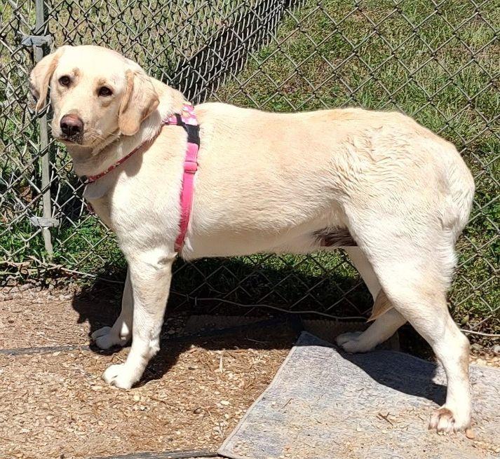 Enlarge Osa, an adopted Yellow Labrador Retriever in Cape May Court House, NJ image 2/3
