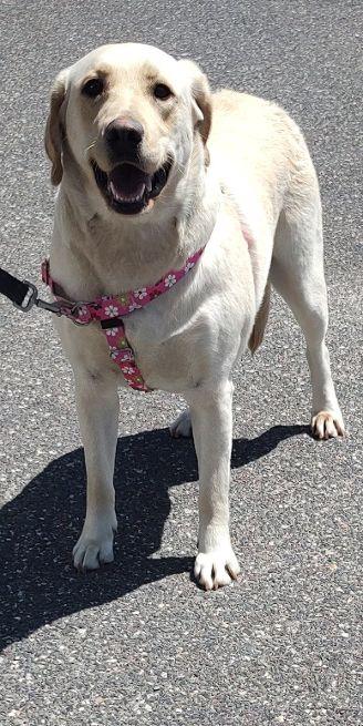 Enlarge Osa, an adopted Yellow Labrador Retriever in Cape May Court House, NJ image 3/3