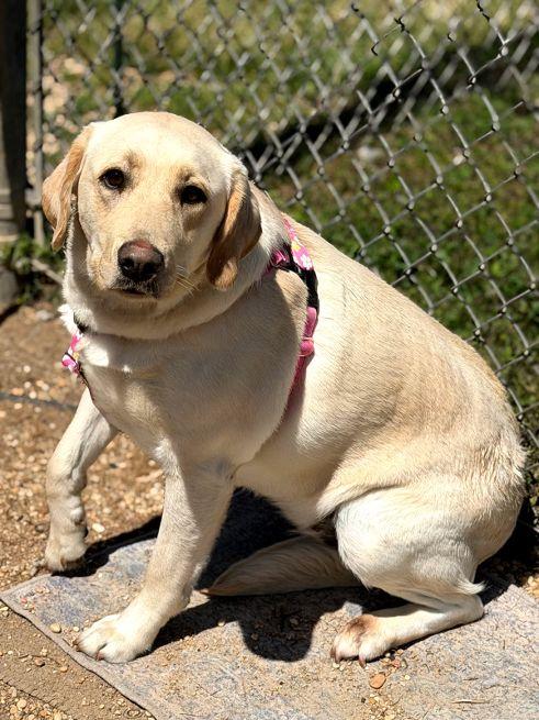 Enlarge Osa, an adopted Yellow Labrador Retriever in Cape May Court House, NJ image 1/3