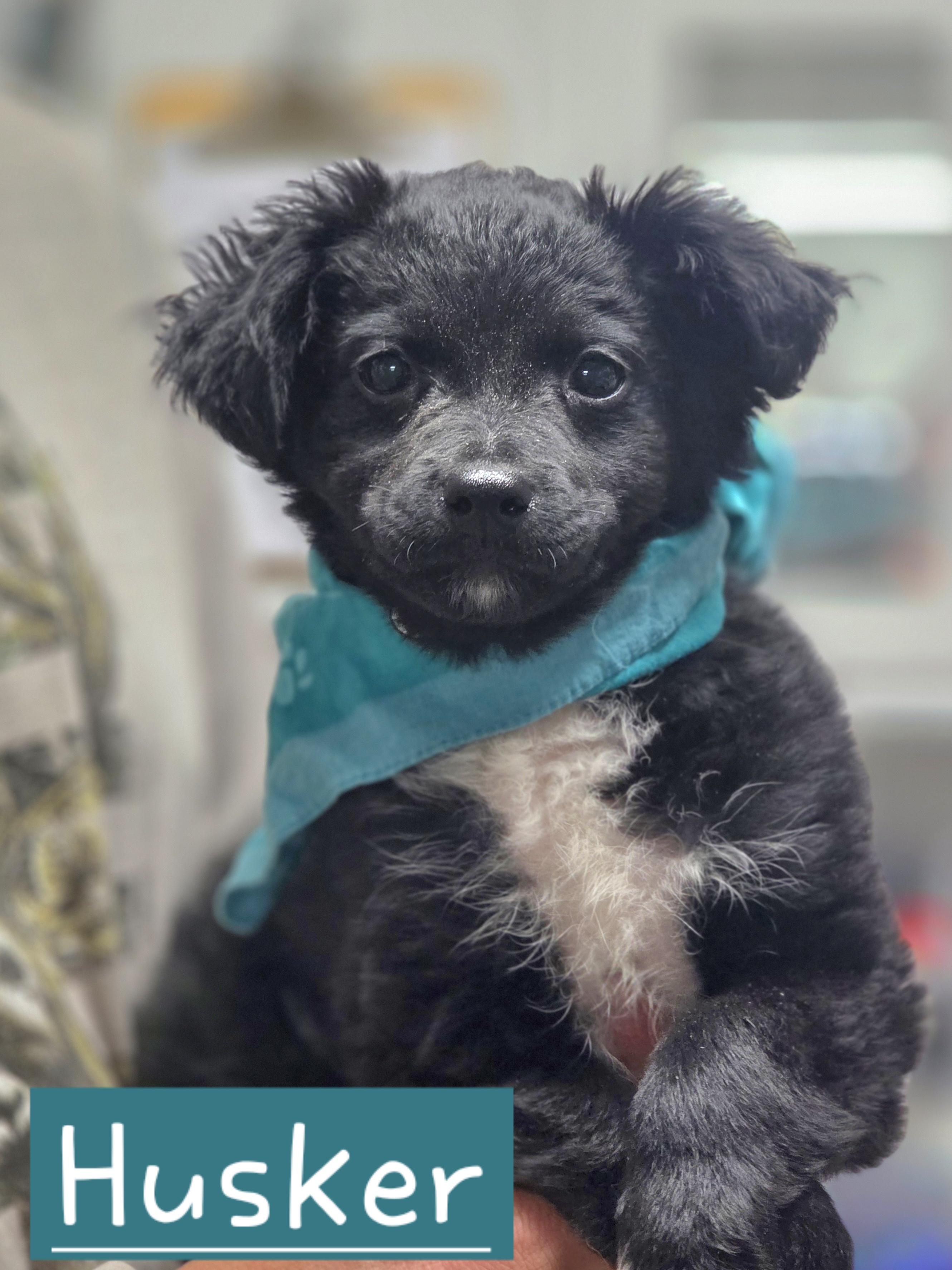Husker, adopted, Puppy Male Chihuahua.