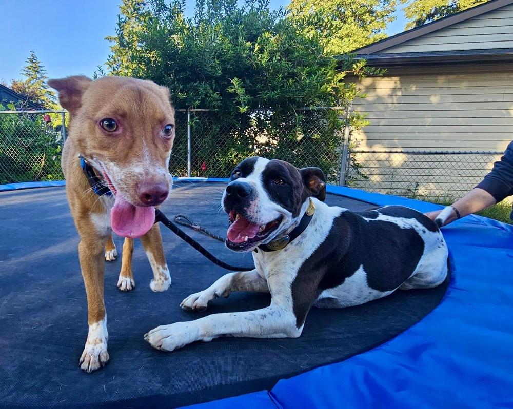 Tango AKA Backpack, a Adoptable mixed breed in Portland, OR image 2/6