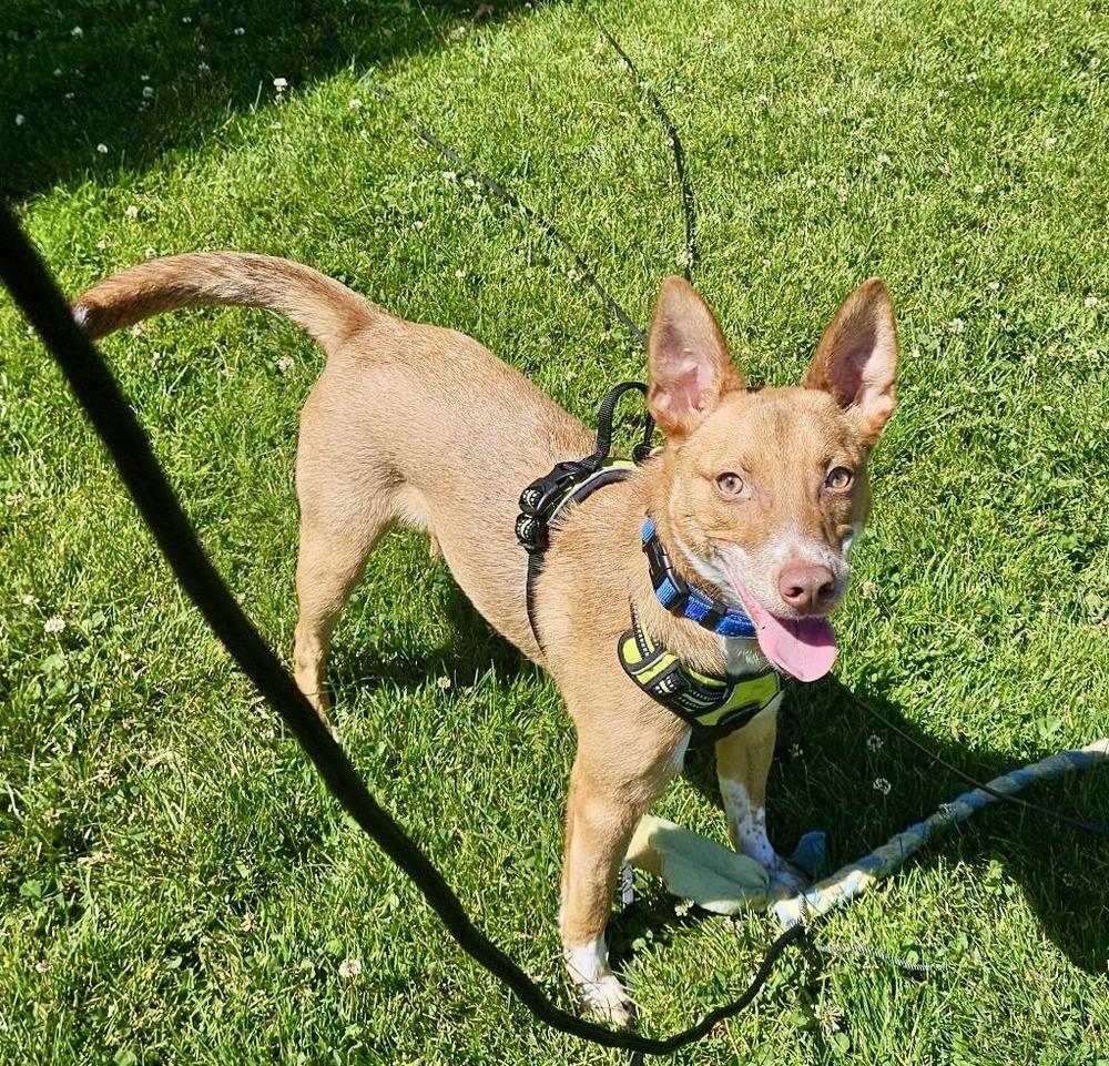 Enlarge Tango AKA Backpack, a Adoptable mixed breed in Portland, OR image 1/6