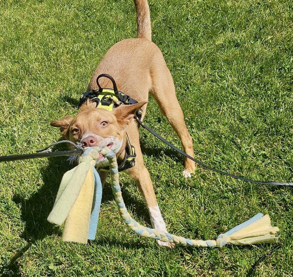 Enlarge Tango AKA Backpack, a Adoptable mixed breed in Portland, OR image 2/6