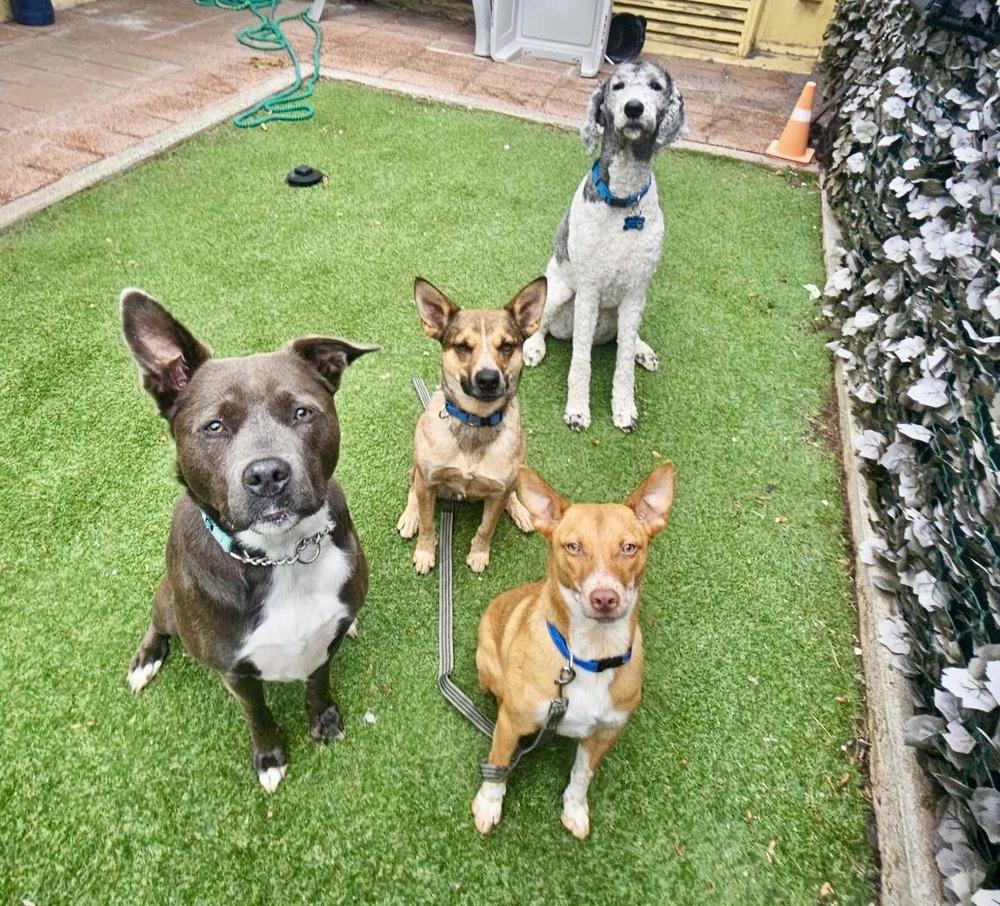 Tango AKA Backpack, a Adoptable mixed breed in Portland, OR image 3/6