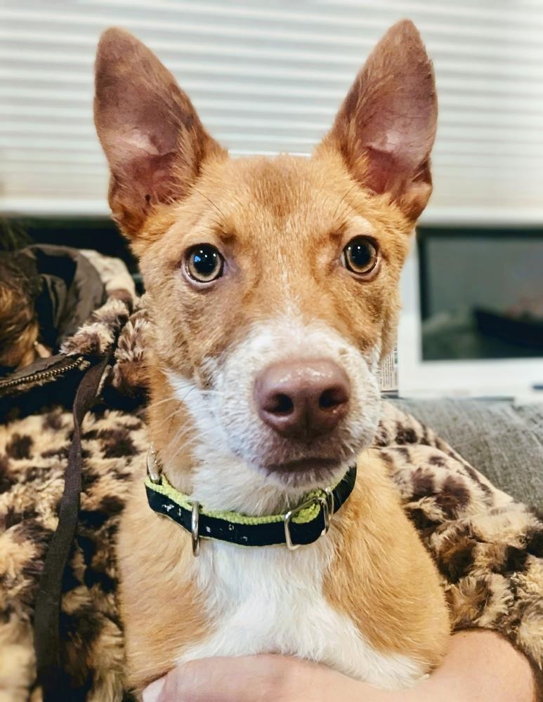Enlarge Tango AKA Backpack, a Adoptable mixed breed in Portland, OR image 3/6