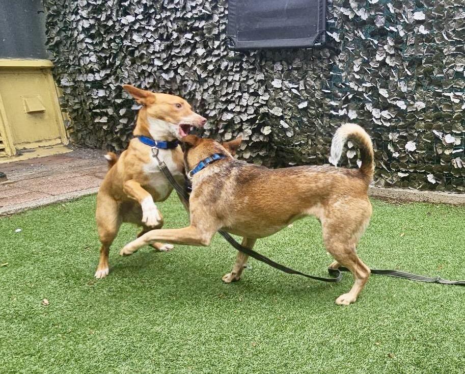 Tango AKA Backpack, a Adoptable mixed breed in Portland, OR image 4/6