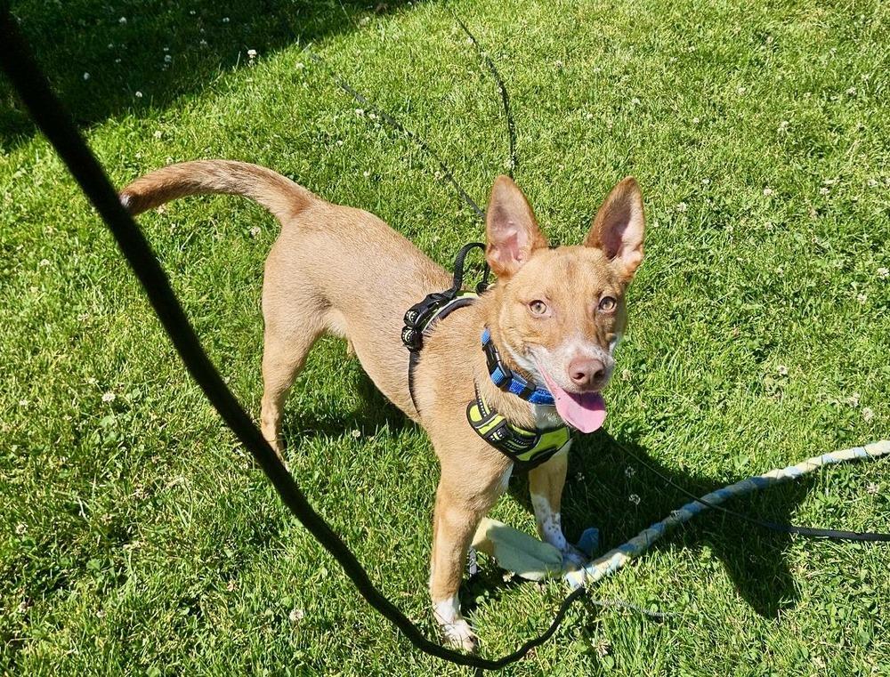Tango AKA Backpack, a Adoptable mixed breed in Portland, OR image 5/6