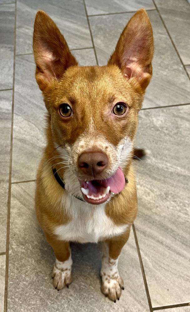Tango AKA Backpack, a Adoptable mixed breed in Portland, OR image 6/6