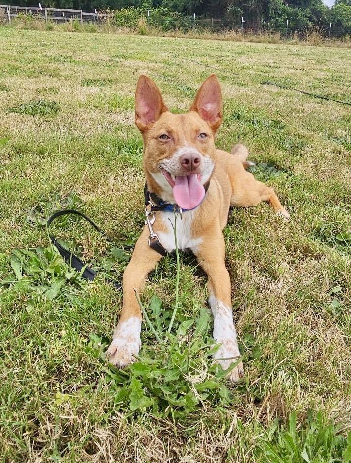 Enlarge Tango AKA Backpack, a Adoptable mixed breed in Portland, OR image 4/6