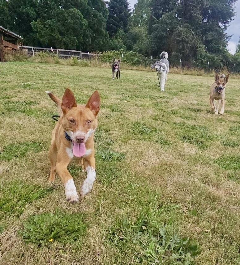 Enlarge Tango AKA Backpack, a Adoptable mixed breed in Portland, OR image 5/6